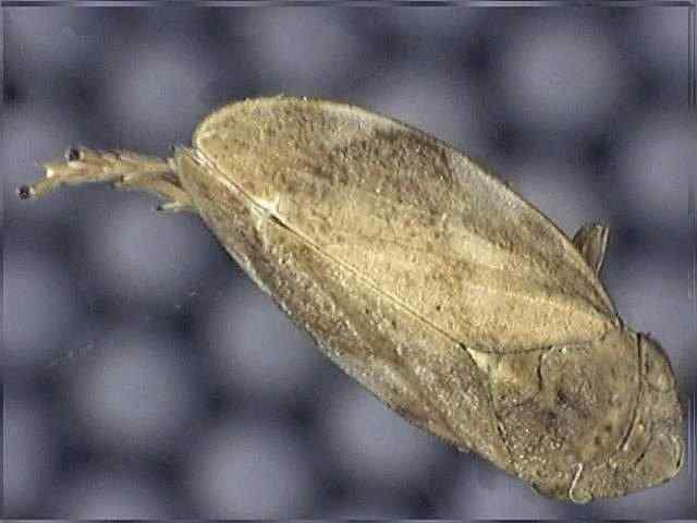 Philaenus spumarius